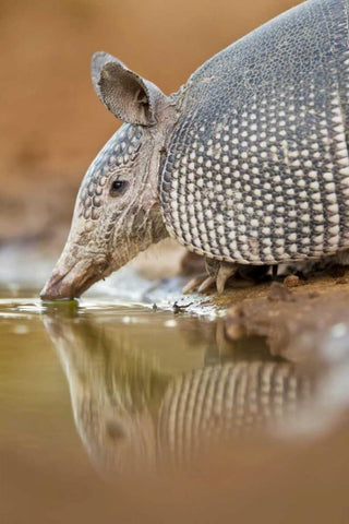Texas Nine-banded armadillo drinking White Modern Wood Framed Art Print with Double Matting by Lord, Fred