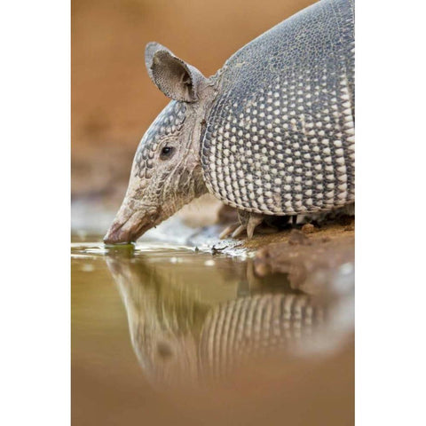 Texas Nine-banded armadillo drinking Black Modern Wood Framed Art Print by Lord, Fred