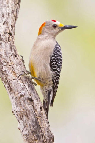 TX, Mission Golden-fronted woodpecker on branch White Modern Wood Framed Art Print with Double Matting by Lord, Fred