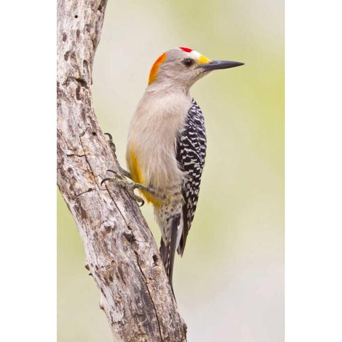 TX, Mission Golden-fronted woodpecker on branch Black Modern Wood Framed Art Print by Lord, Fred