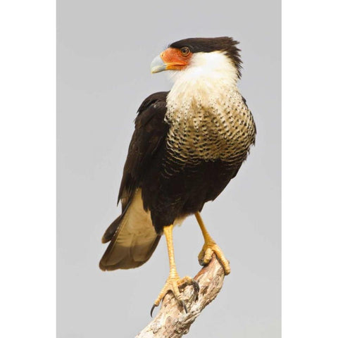 TX, Mission Crested caracara standing on branch Black Modern Wood Framed Art Print by Lord, Fred