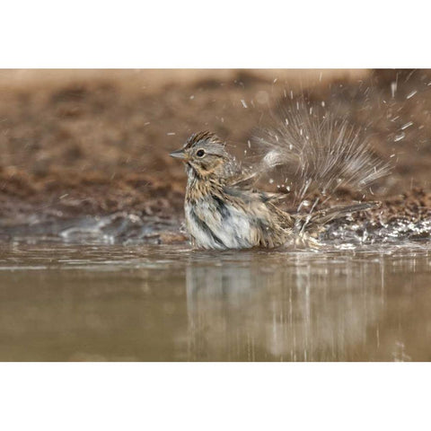 Texas Lincolns sparrow bathing in a waterhole White Modern Wood Framed Art Print by Welling, Dave