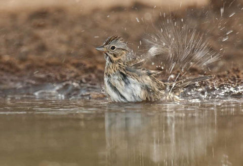 Texas Lincolns sparrow bathing in a waterhole Black Ornate Wood Framed Art Print with Double Matting by Welling, Dave