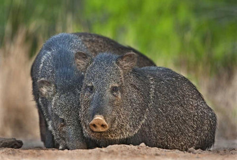 Texas, Santa Clara Ranch Two wild javelinas White Modern Wood Framed Art Print with Double Matting by Welling, Dave