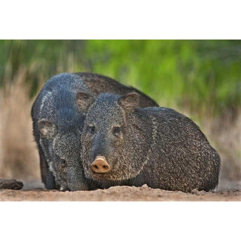 Texas, Santa Clara Ranch Two wild javelinas White Modern Wood Framed Art Print by Welling, Dave