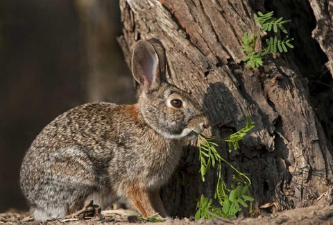Texas Desert cottontail rabbit eating plant White Modern Wood Framed Art Print with Double Matting by Welling, Dave