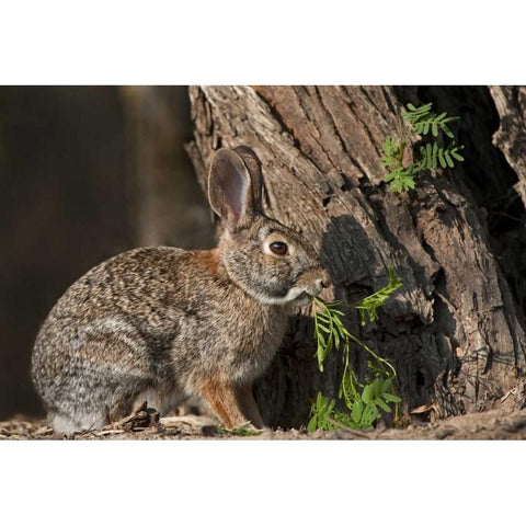 Texas Desert cottontail rabbit eating plant Black Modern Wood Framed Art Print by Welling, Dave