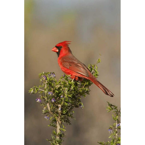 Texas Male northern cardinal atop tree limb White Modern Wood Framed Art Print by Welling, Dave