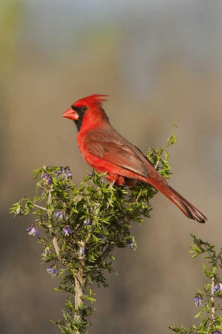 Texas Male northern cardinal atop tree limb Black Ornate Wood Framed Art Print with Double Matting by Welling, Dave