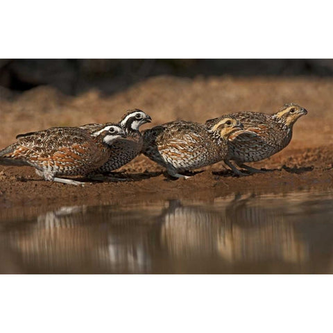 Texas Northern bobwhites gather at a pond Black Modern Wood Framed Art Print with Double Matting by Welling, Dave