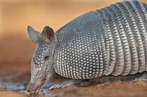 Texas Wild nine-banded armadillo drinking White Modern Wood Framed Art Print with Double Matting by Welling, Dave