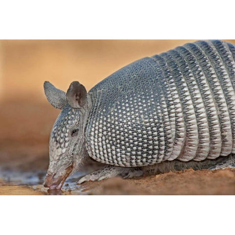 Texas Wild nine-banded armadillo drinking White Modern Wood Framed Art Print by Welling, Dave