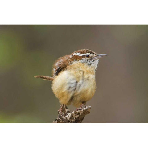 TX Carolina wren ruffles its feathers Black Modern Wood Framed Art Print by Welling, Dave