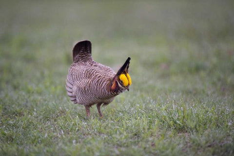 TX, Panhandle, Male lesser prairie chicken struts Black Ornate Wood Framed Art Print with Double Matting by Welling, Dave