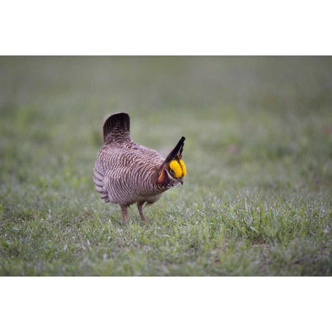 TX, Panhandle, Male lesser prairie chicken struts Black Modern Wood Framed Art Print by Welling, Dave