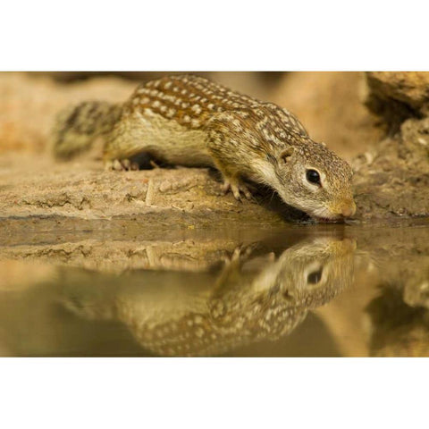 Texas, Hidalgo Mexican ground squirrel drinking Black Modern Wood Framed Art Print by Illg, Cathy and Gordon