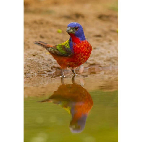 TX, Hidalgo Co, Male Painted bunting reflected Black Modern Wood Framed Art Print by Illg, Cathy and Gordon