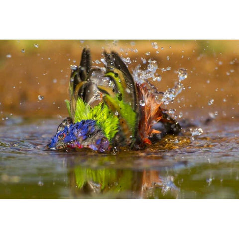 Texas, Hidalgo Co Male painted bunting bathing White Modern Wood Framed Art Print by Illg, Cathy and Gordon