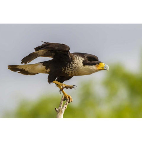 Texas, Hidalgo Co, Crested caracara on tree stump Black Modern Wood Framed Art Print by Illg, Cathy and Gordon
