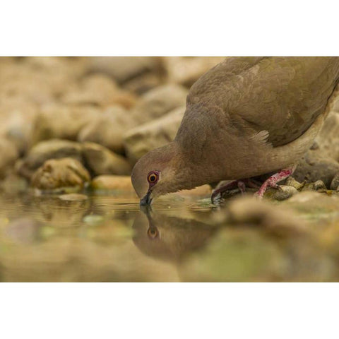 Texas, Hidalgo County White-winged dove drinking Black Modern Wood Framed Art Print by Illg, Cathy and Gordon