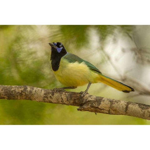 Texas, Hidalgo County Green jay on limb Black Modern Wood Framed Art Print by Illg, Cathy and Gordon