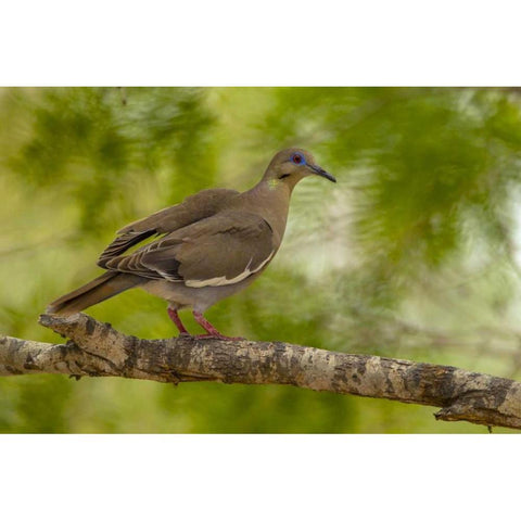 Texas, Hidalgo County White-winged dove on limb Black Modern Wood Framed Art Print by Illg, Cathy and Gordon