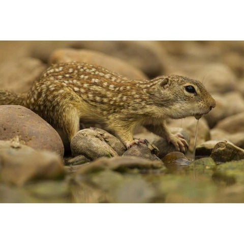 Texas, Hidalgo Mexican ground squirrel drinking Gold Ornate Wood Framed Art Print with Double Matting by Illg, Cathy and Gordon