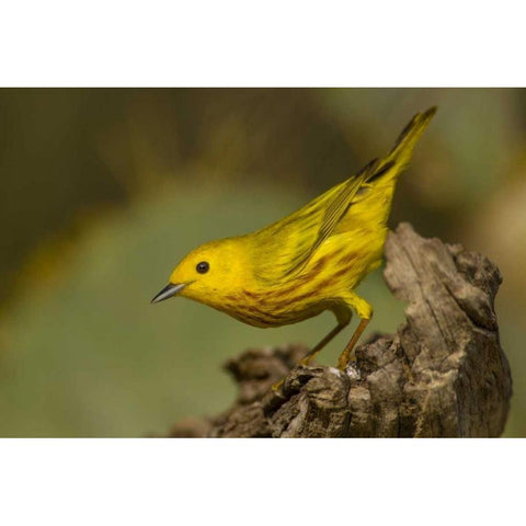 Texas, Hidalgo County Yellow warbler on log Black Modern Wood Framed Art Print by Illg, Cathy and Gordon