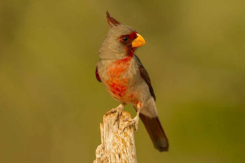 Texas, Hidalgo County Male pyrrhuloxia on stump White Modern Wood Framed Art Print with Double Matting by Illg, Cathy and Gordon