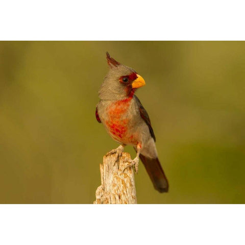 Texas, Hidalgo County Male pyrrhuloxia on stump Black Modern Wood Framed Art Print by Illg, Cathy and Gordon