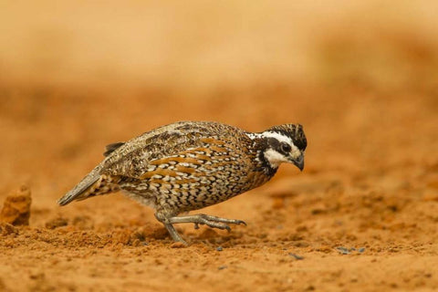 Texas, Hidalgo Co Male bobwhite scratching dirt White Modern Wood Framed Art Print with Double Matting by Illg, Cathy and Gordon