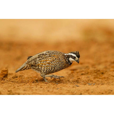 Texas, Hidalgo Co Male bobwhite scratching dirt Black Modern Wood Framed Art Print by Illg, Cathy and Gordon