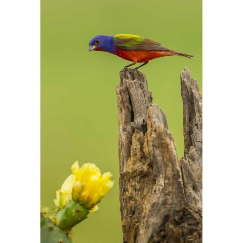 TX, Hidalgo Co, Male painted bunting on stump Gold Ornate Wood Framed Art Print with Double Matting by Illg, Cathy and Gordon