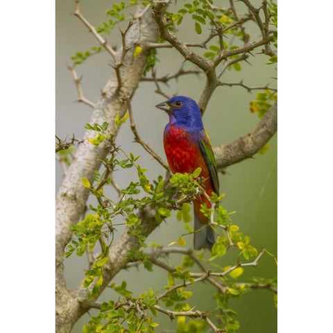 TX, Hidalgo Co Painted bunting in thorny tree Black Modern Wood Framed Art Print by Illg, Cathy and Gordon
