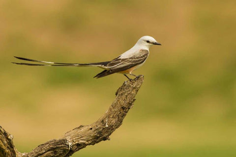 TX, Hidalgo Co Scissor-tailed flycatcher on limb White Modern Wood Framed Art Print with Double Matting by Illg, Cathy and Gordon