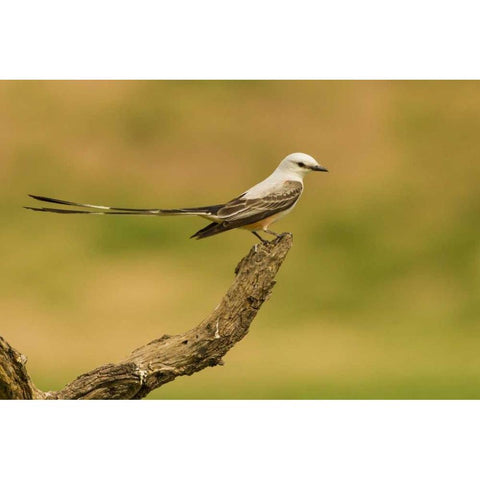 TX, Hidalgo Co Scissor-tailed flycatcher on limb Black Modern Wood Framed Art Print by Illg, Cathy and Gordon