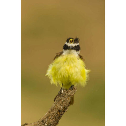 TX, Hidalgo Co, Fluffy kiskadee on stump Black Modern Wood Framed Art Print by Illg, Cathy and Gordon