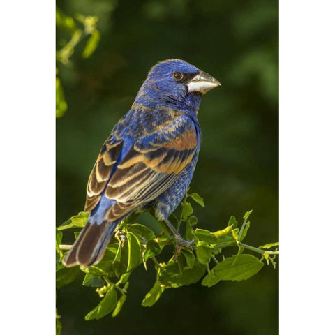 TX, Hidalgo Co Rear Male blue grosbeak on branch Black Modern Wood Framed Art Print with Double Matting by Illg, Cathy and Gordon