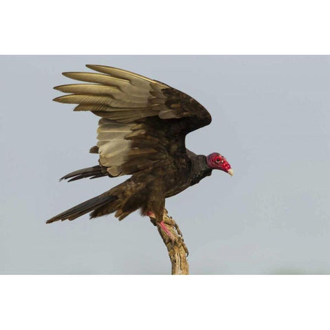 Texas, Hidalgo County Turkey vulture on stump Black Modern Wood Framed Art Print by Illg, Cathy and Gordon