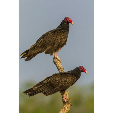 Texas, Hidalgo Co Turkey vulture pair on stump Black Modern Wood Framed Art Print with Double Matting by Illg, Cathy and Gordon