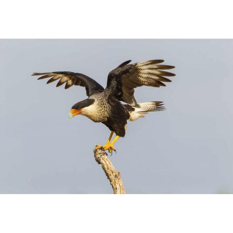 Texas, Hidalgo Co, Crested caracara on tree stump Black Modern Wood Framed Art Print by Illg, Cathy and Gordon