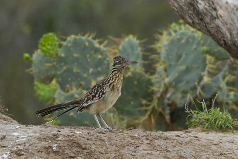 Texas, Hidalgo Co Roadrunner bird next to cacti Black Ornate Wood Framed Art Print with Double Matting by Illg, Cathy and Gordon