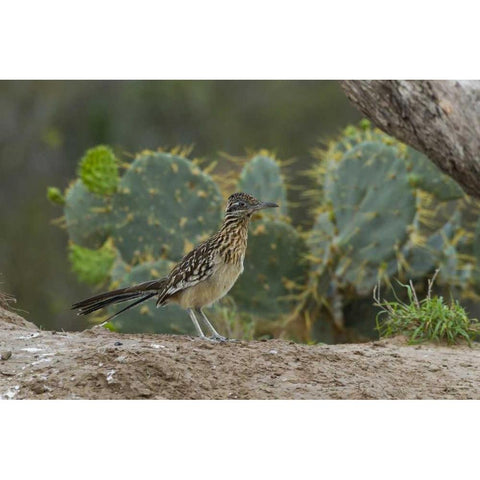 Texas, Hidalgo Co Roadrunner bird next to cacti Black Modern Wood Framed Art Print by Illg, Cathy and Gordon