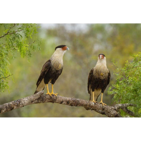 TX, Hidalgo Co, Crested caracaras on tree limb Black Modern Wood Framed Art Print by Illg, Cathy and Gordon