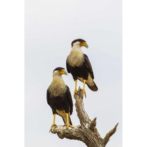 TX, Hidalgo Co, Adult crested caracara pair Black Modern Wood Framed Art Print by Illg, Cathy and Gordon