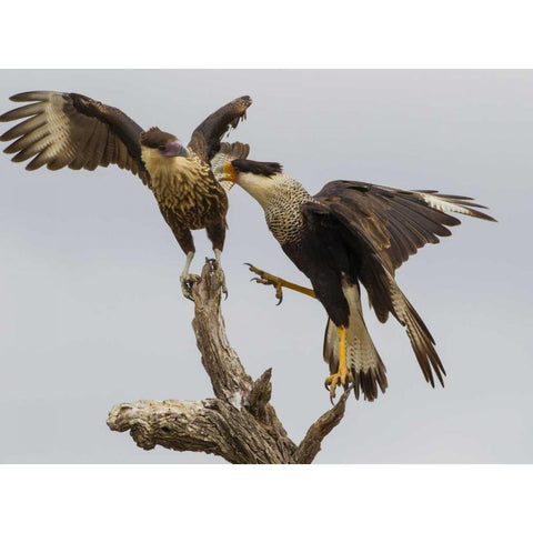 TX, Hidalgo Co, Crested caracaras fighting Black Modern Wood Framed Art Print by Illg, Cathy and Gordon