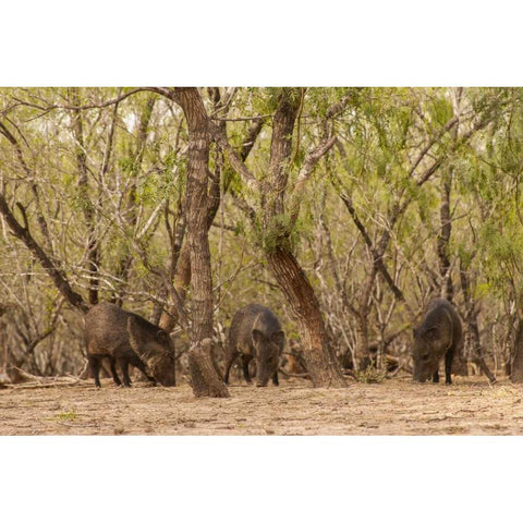 TX, Hidalgo Co, Three javelinas amid trees Gold Ornate Wood Framed Art Print with Double Matting by Illg, Cathy and Gordon