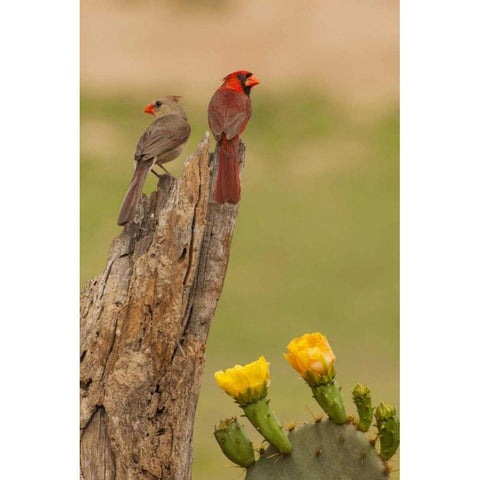 TX, Hidalgo Co, Cardinal pair on stump by cactus Black Modern Wood Framed Art Print by Illg, Cathy and Gordon