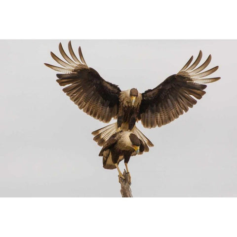 Texas, Hidalgo County Crested caracara pair Black Modern Wood Framed Art Print by Illg, Cathy and Gordon