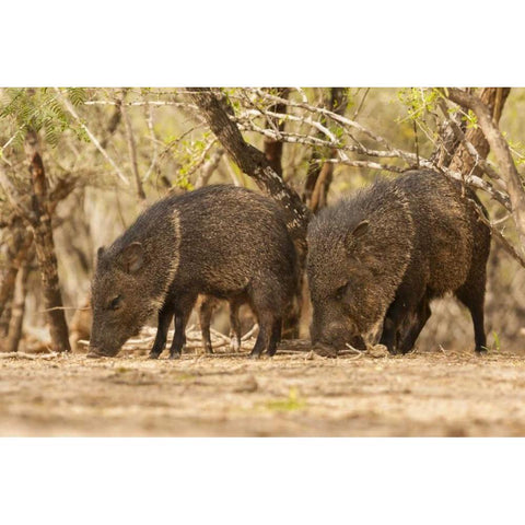 TX, Hidalgo Co Javelinas or collared peccaries Black Modern Wood Framed Art Print by Illg, Cathy and Gordon